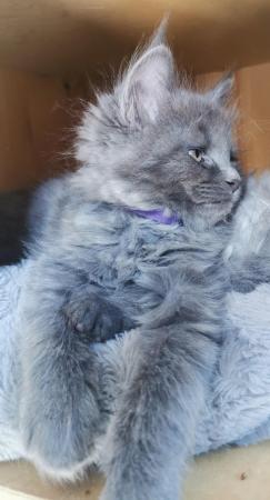 Image 4 of Maine Coon kittens. Registered. Health tested