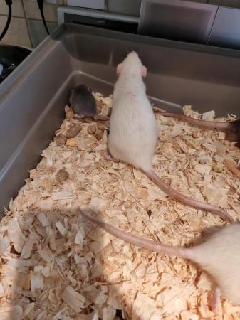 Image 5 of DUMBO RATS 2x Males AVAILABLE!! Cute!!