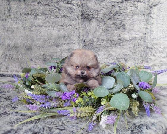 Image 5 of Xxs Teddy Bear Pomeranian Puppies