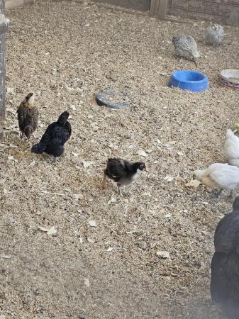 Image 3 of Farmyard cross chicks 4 weeks