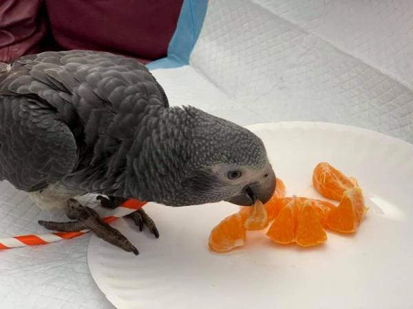 Image 3 of African grey brilliant talker inc cage toys
