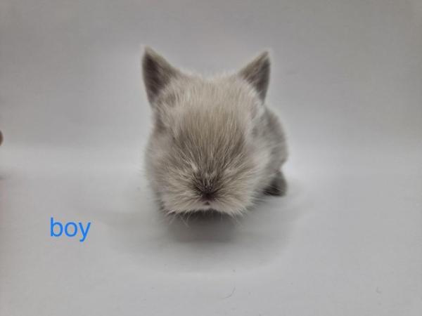 Image 2 of mini lion lops ready to reserve