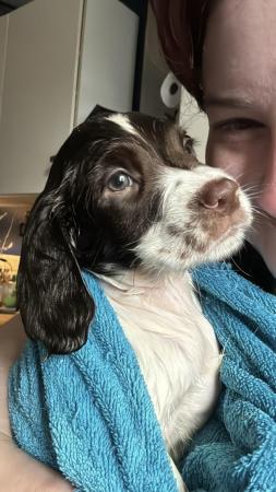 Image 31 of READY NOW Fabulous English springer puppies