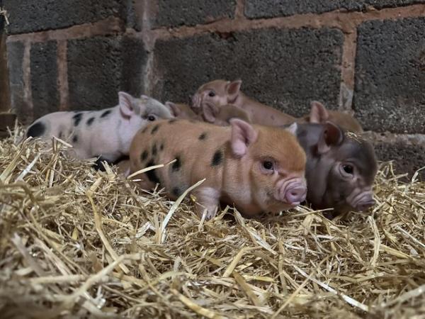 Image 2 of Genuine miniature piglets from WigglePigs