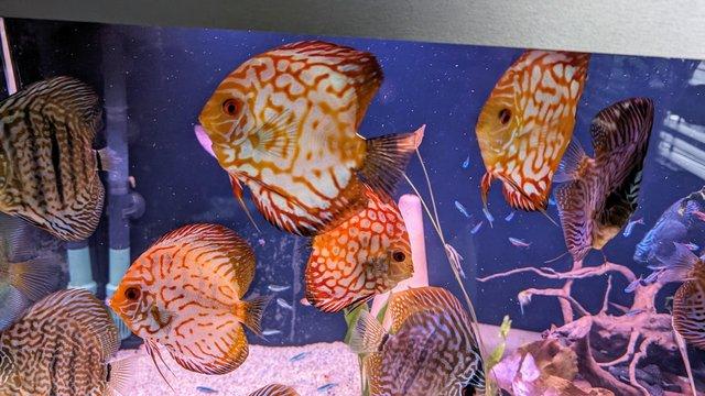 Image 5 of Group of Asian discus fish for sale