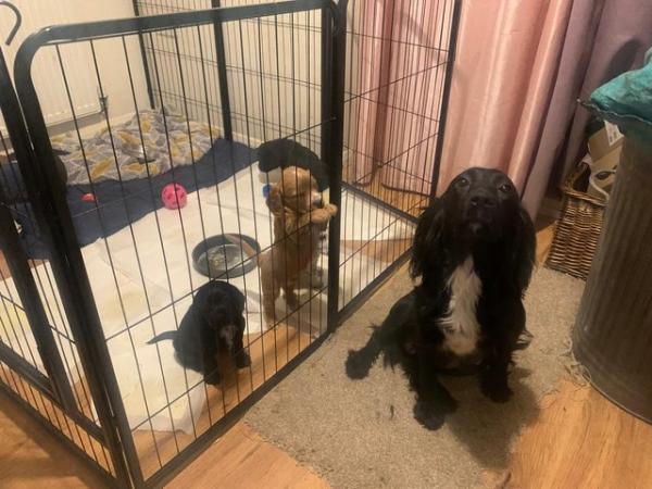 Image 6 of Sprocker Spaniel Puppies for sale