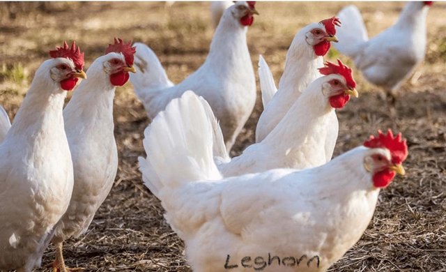 Preview of the first image of Point of Lay - White Leghorn - Free Range - Lancashire.