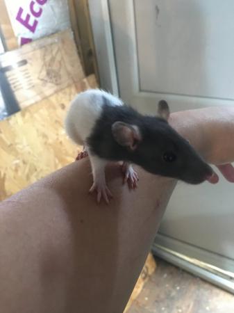 Image 2 of 8 week old rats for sale boys and girls