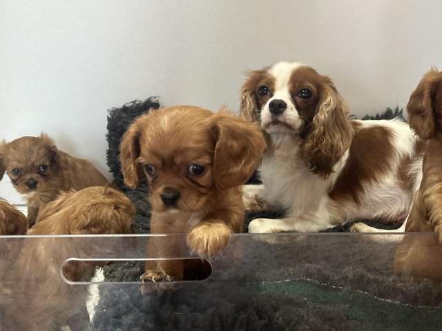 Preview of the first image of King Charles cavalier spaniels.