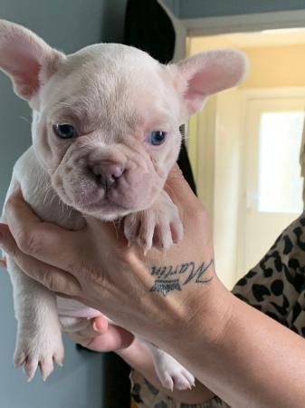 Image 8 of French bull dog puppies kc registered