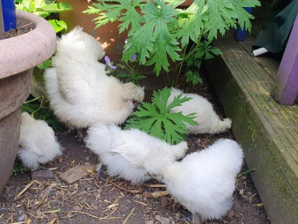 Image 1 of Chickens, Silkie Hens and Mixed Chicks for sale