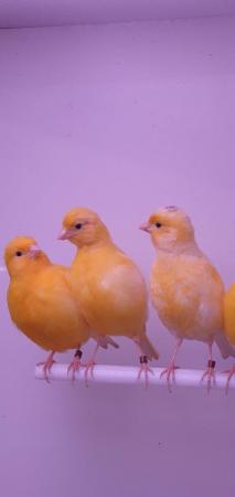 Image 4 of Yellow Canaries Available Now