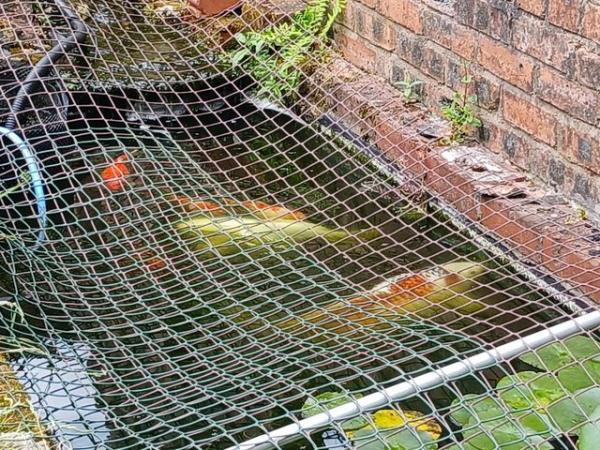 Image 1 of Outdoor pond raised koi and fancy goldfish