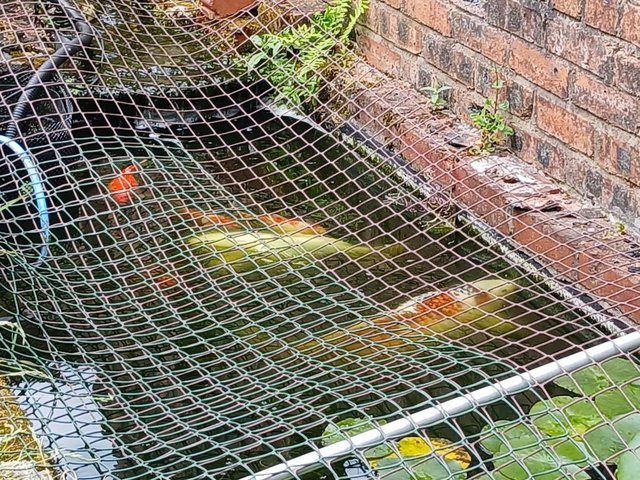 Preview of the first image of Outdoor pond raised koi and fancy goldfish.