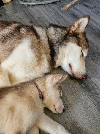 Image 6 of 2 beautiful husky x malamute girls left