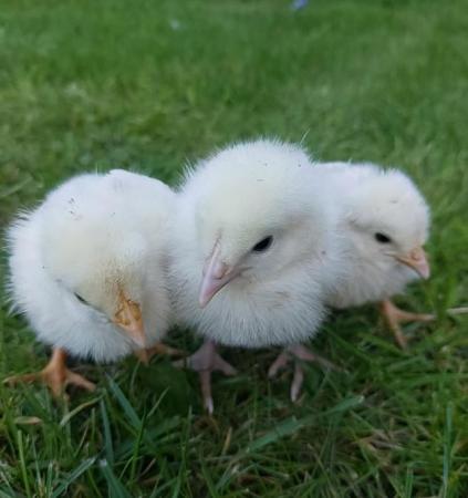 Image 1 of Pekin batam and light sussex chicks/poults OFF HEAT
