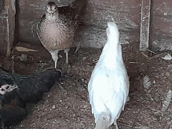 Image 3 of Pheasants for sale males