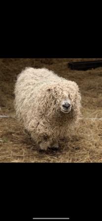 Image 3 of QGreyface Dartmoor Ewes Pets