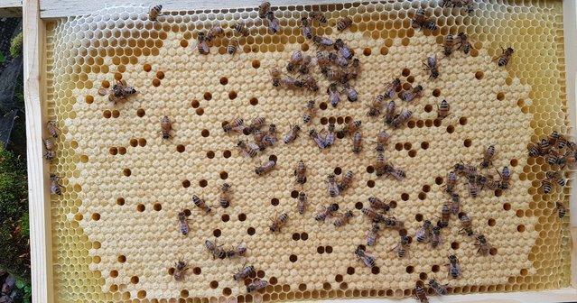 Image 4 of Honey bee nucs 5 frames bee hive
