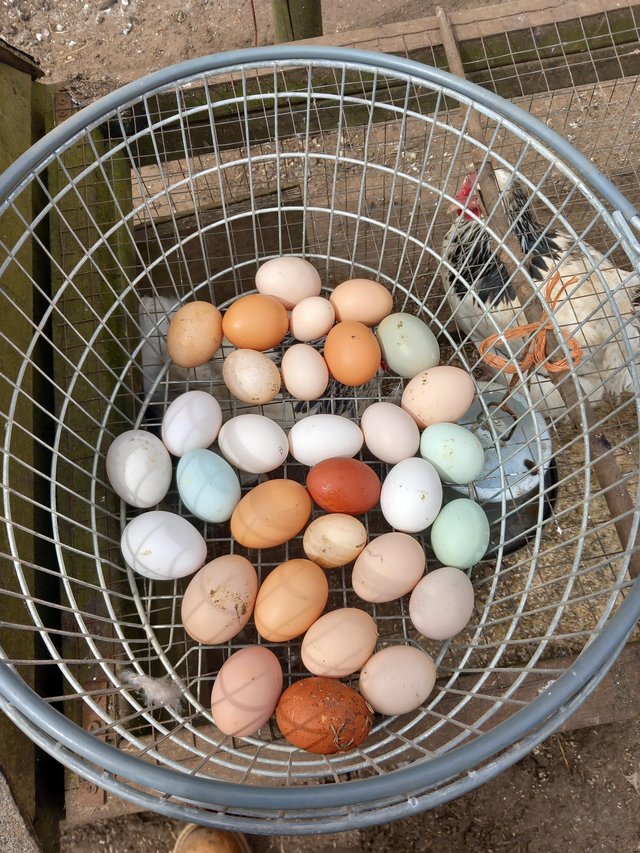 Preview of the first image of Hatching Eggs many breeds.
