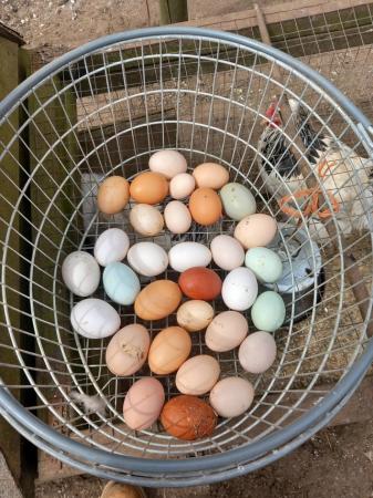 Image 1 of Hatching Eggs many breeds