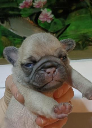Image 3 of Last boy remaining * Pug puppy ready to leave now