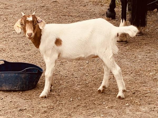 Image 2 of GG/British Alpine X  Boer Doeling Goat 5 months old