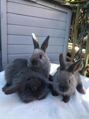 Image 1 of 8 week old mini lop babies ready now