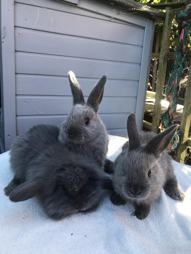 Preview of the first image of 8 week old mini lop babies ready now.