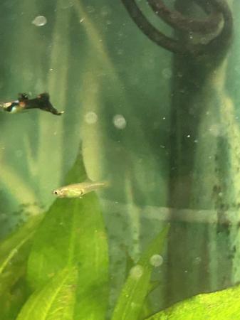 Image 3 of Live guppy juveniles for sale gold, blue and Russian white