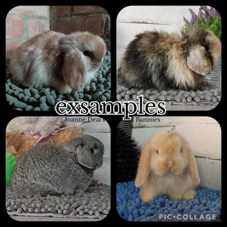 Image 5 of 2024 Pure well bred mini lop rabbits