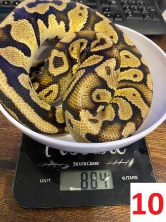 Image 11 of Various Royal Pythons - open to offers