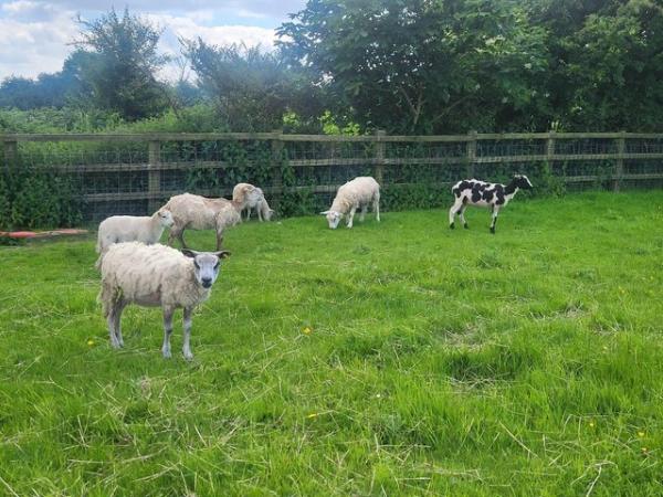 Image 1 of Various sheep looking for new homes