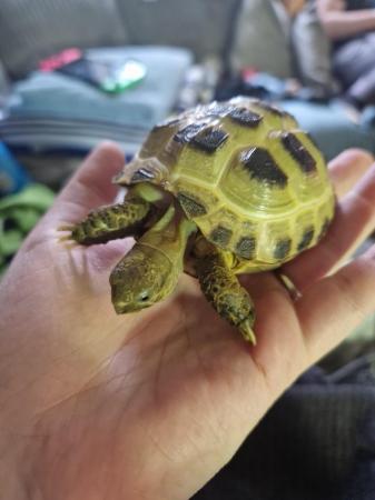 Image 6 of Horsefield Tortoise with enclosure