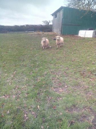 Image 2 of 2 Ryeland ewe lambs. Ready to go now.