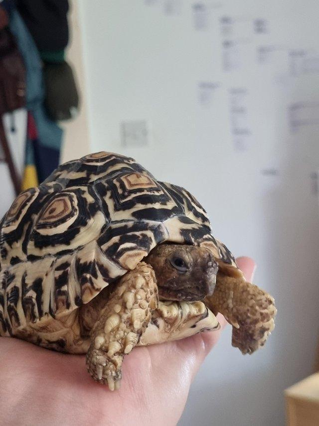 Preview of the first image of Young female leopard tortoise.