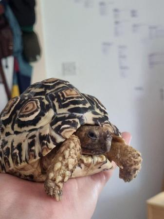 Image 1 of Young female leopard tortoise