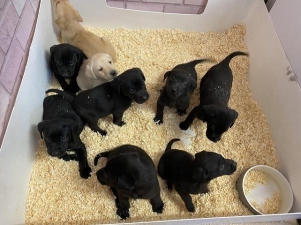 Image 4 of Black & Golden Labrador puppies