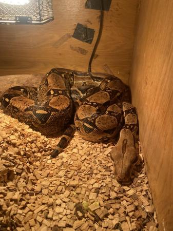 Image 1 of Approx 4 year old 7ft Boa