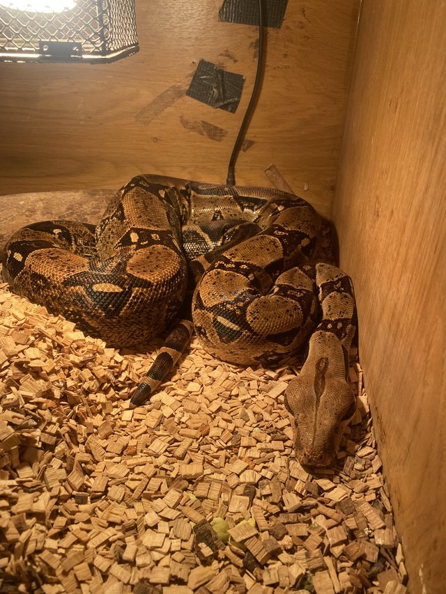 Preview of the first image of Approx 4 year old 7ft Boa.