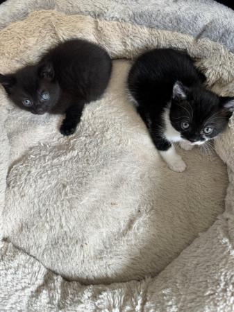 Image 2 of All female Kittens for sale