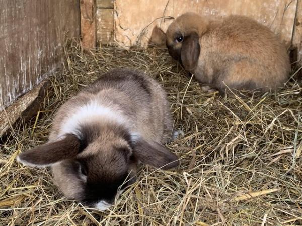 Image 2 of 2 mini lop rabbits for sale. 1 martin 1 sooty fawn