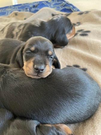 Image 6 of miniature dachshund puppies