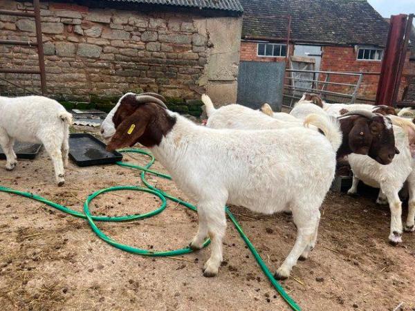 Image 3 of Pedigree Boer goats, Does, Doelings and Wethers