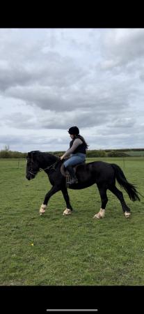 Image 2 of 14’2hh 4 year old Welsh X project for sale