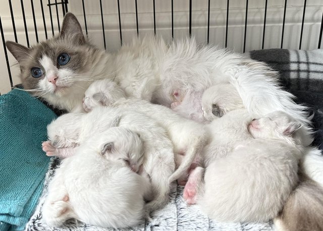 Preview of the first image of Ragdoll Kittens (GCCF REGISTERED AND FULLY HEALTH TESTED).