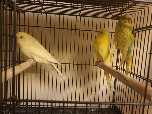 Image 1 of Pair of budgies for sale......