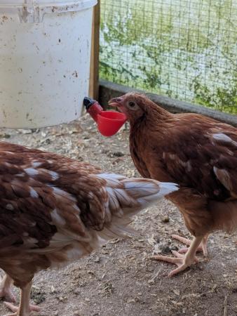 Image 2 of Hybrid Brown Hens up to 30 availablediscount for more