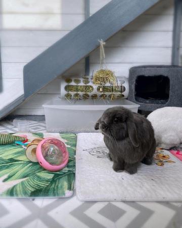 Image 5 of Bonded rabbits looking for a loving, spacious, forever home