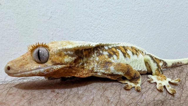 Image 6 of 2022 Female Lilly White Blue Eyes Crested Gecko 44g